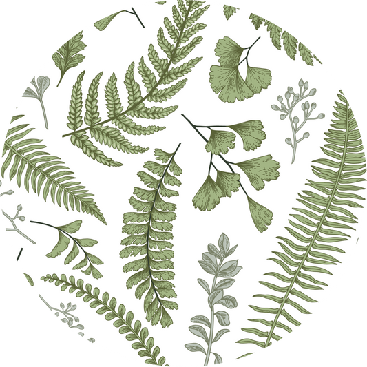 Fern